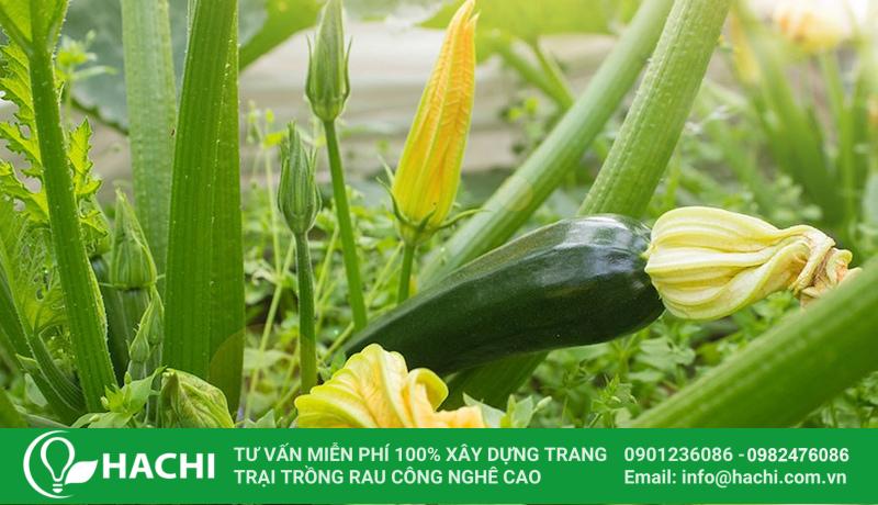 Hạt giống F1 - hạt giống rau củ